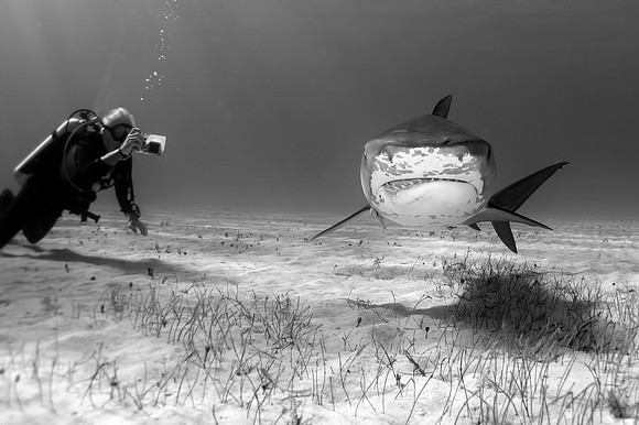 Tiger Shark
