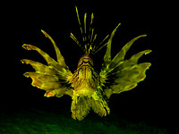 Lionfish