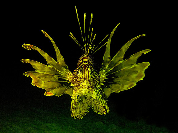 Lionfish