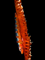 Whip Coral Goby