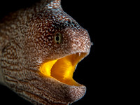 Yellow-Mouth Eel