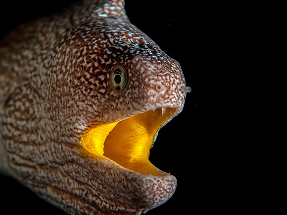 Yellow-Mouth Eel