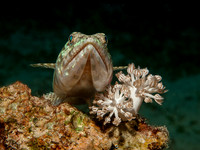 Sand-Diver (Lizard Fish)