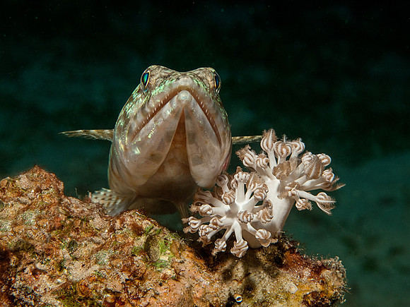 Sand-Diver (Lizard Fish)