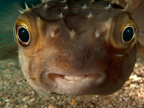 Porcupine Puffer Fish