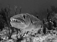 Barracuda Headshot