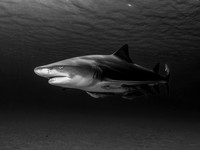 Lemon Shark